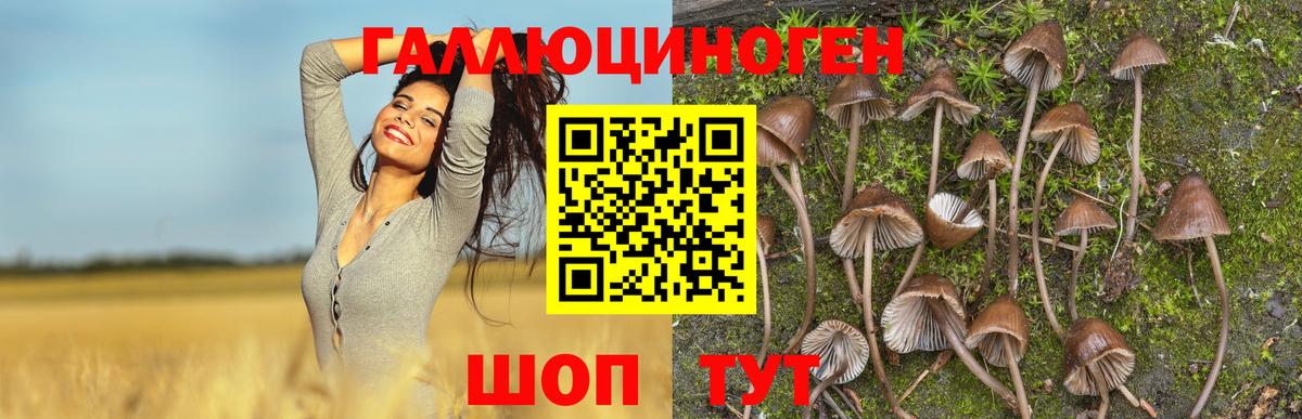 Псилоцибиновые грибы Psilocybe  Вход с VPN  Псилоцибиновые грибы ЛСД  Сухой Лог 